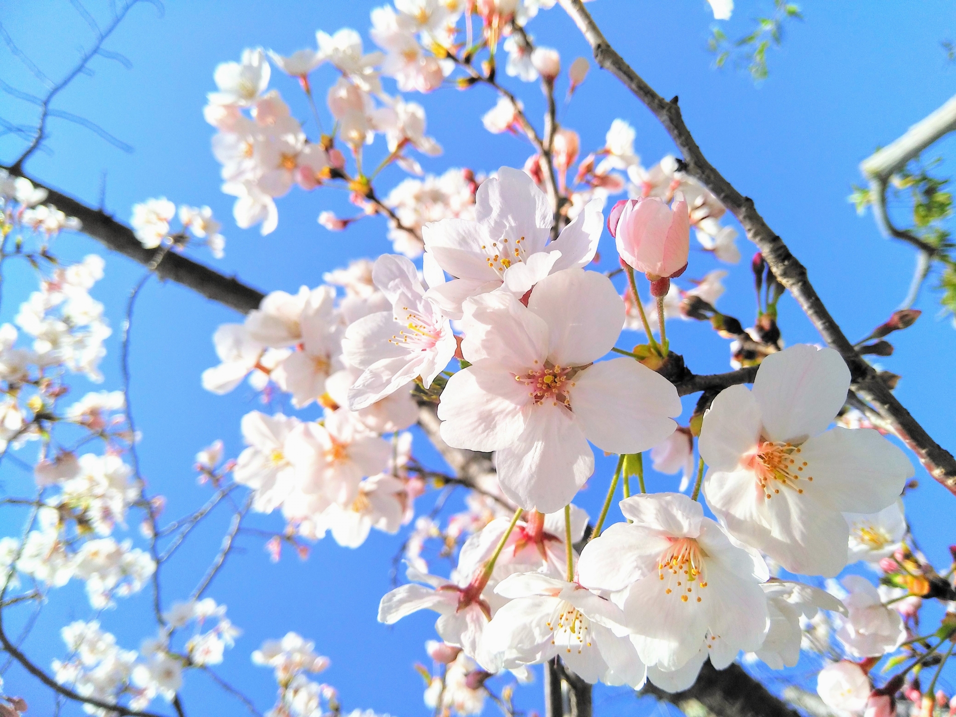 勝手にオススメ 多治見の桜の名木 お花見スポット マイティーライン 勝手にオススメ 多治見の桜の名木 お花見スポット マイティーライン
