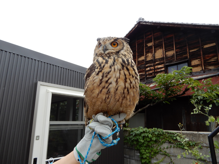 フクロウに癒やされるcafe gufo（カフェ グーフォ） | 多治見市の情報